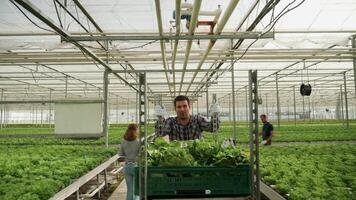 Cart with organic green salad pushed in a greenhouse with sunlight pushed by farmer. video