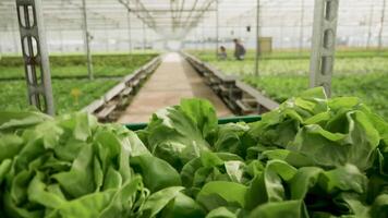 Cart with organic green salad pushed by farm worker to storage. POV shot video