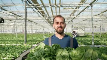 jovem agricultor dentro uma estufa carrega uma caixa com verde salada para armazenar. salada colheita. video