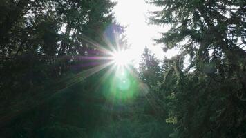 Wild pine forest with bright sunt between the trees. Majestic forest. video