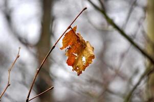 último otoño hoja en el rama foto