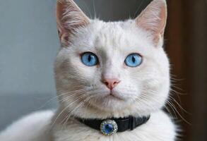 AI generated A cute cat with blue eyes wearing a collar photo