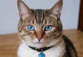 AI generated A cute cat with blue eyes wearing a collar photo