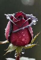AI generated A beautiful red rose with dew drops on its petals photo