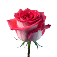 AI generated Red and pink rose with water drops isolated on transparent background png