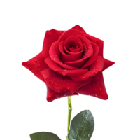 AI generated Red rose with water drops xaisolated on transparent background png
