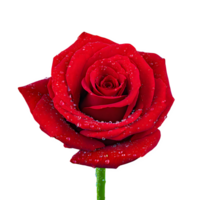 AI generated Red rose with water drops xaisolated on transparent background png