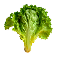 ai generado Fresco lechuga aislado en transparente antecedentes png