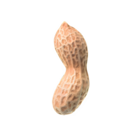 AI generated Peanuts isolated on transparent background png