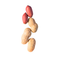 AI generated Peanuts isolated on transparent background png