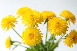 AI generated bouquet of yellow dandelions on a white background photo