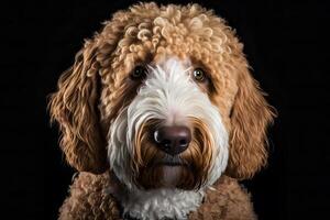 ai generado dorado labradoodle perro en un negro antecedentes. neural red ai generado foto