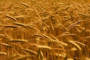 AI generated Locusts on wheat grain. Neural network AI generated photo