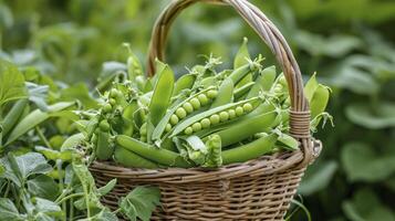 ai generado un cesta desbordante con recién escogido azúcar chasquido chícharos foto