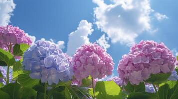 AI generated Pink hydrangea in a sunny day. photo