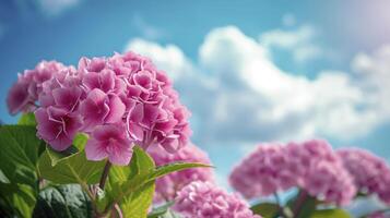 AI generated Pink hydrangea in a sunny day. photo