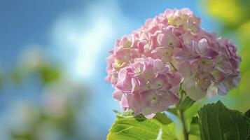 AI generated Pink hydrangea in a sunny day. photo