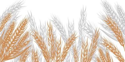 cereal border with spikelets of wheat in sketch vector illustration isolated on white. Ears of rye, barley, oats, millet for decoration, packaging and window design, bakery.