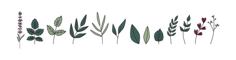 Green leaves and branches, stems. Botanical clipart. Retro vintage style. Boho eco greenery. vector