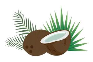 Coconut with palm leaves on a white background. Coconut illustration. Whole and half coconut with green palm leaves. Organic, natural tropical product. Vector illustration on a white background.