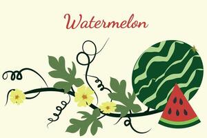 Watermelon on a growing vine with inflorescences. Delicious watermelon, with a colorful slice on a white background. Vector illustration.