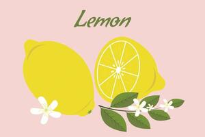 Fresh organic yellow lemon with a slice, and a blooming lemon twig with green leaves and flowers isolated on a delicate pink background. Vector. vector
