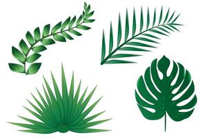 Set of tropical leaves.Green palm leaf of monstera and other exotic plants isolated on white background for design elements, flat lay. vector