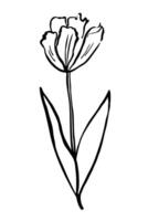 Tulip flower ink sketch hand drawn vector illustration. Design background with spring-flowering tulip plant, garden floret for logo, sign, tattoo, label, flyer, print, paper, card. Beauty and nature