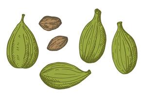 Cardamom aromatic food spice plant engraved vector sketch hand drawn ink fresh and dried green fruit pods cardamom. Eastern traditional medicine, Ayurveda, harvest seeds cardamoms, Indian ingredient