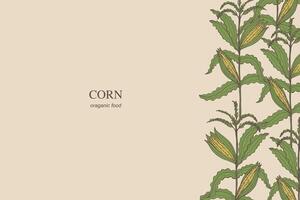 Corn card background hand drawn border template cornfield vector illustration. Banner backdrop with corn cobs kernels cereal plant branch. Agricultural crop, harvesting, food, maize field, sweet corn