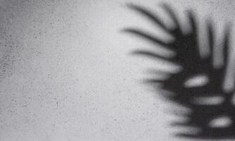 Shadows from palm leaves photo