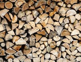 Stacks of firewood in the forest photo