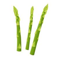 Asparagus vector illustration. isolated on white background. Vector eps 10. perfect for wallpaper or design elements