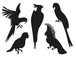 Parrot silhouettes collection isolated on white background.Vector silhouettes of Amazon jungle parrots. vector