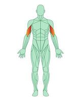 Figure of a man with highlighted muscles. Highlighted in red biceps of arms or shoulders. Male muscle anatomy concept. Vector illustration isolated on white background.