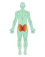Figure of a man with highlighted muscles. The gluteus maximus muscles are highlighted in red. Male muscle anatomy concept. Vector illustration isolated on white background.