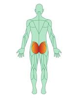 figura de un hombre con destacado músculos. el glúteo maximus músculos son destacado en rojo. masculino músculo anatomía concepto. vector ilustración aislado en blanco antecedentes.