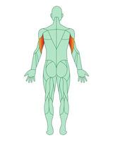 Figure of a man with highlighted muscles. Highlighted in red biceps of arms or shoulders. Male muscle anatomy concept. Vector illustration isolated on white background.
