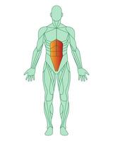 figura de un hombre con destacado músculos. cuerpo de hombre con abdominal músculos o recto abdomen destacado en rojo. masculino músculo anatomía concepto. vector ilustración aislado en blanco antecedentes.