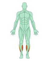 Figure of a man with highlighted muscles. Body with tibialis anterior and peroneal muscles highlighted in red. Male muscle anatomy concept. Vector illustration isolated on white background.