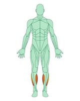 Figure of a man with highlighted muscles. Body with tibialis anterior and peroneal muscles highlighted in red. Male muscle anatomy concept. Vector illustration isolated on white background.