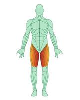 Figure of a man with highlighted muscles. Body with thigh muscles highlighted in red. Quadriceps and adductor femoris, sartorius. Male muscle anatomy concept. Vector illustration isolated on white ba