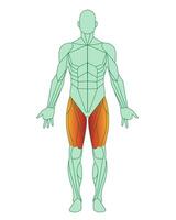 Figure of a man with highlighted muscles. Body with thigh muscles highlighted in red. Quadriceps and adductor femoris, sartorius. Male muscle anatomy concept. Vector illustration isolated on white ba