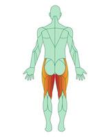 Figure of a man with highlighted muscles. The muscles of the back of the thigh are highlighted in red. Semimembranosus and semitendinosus. Male muscle anatomy concept. Vector illustration isolated o