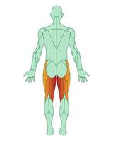 Figure of a man with highlighted muscles. The muscles of the back of the thigh are highlighted in red. Semimembranosus and semitendinosus. Male muscle anatomy concept. Vector illustration isolated o