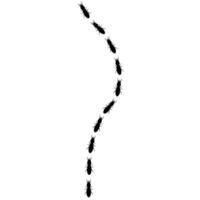 Vector silhouette of a group of termites walking together. Wood-eating insects walk in the same direction.