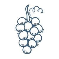 Sprig of ripe round blue grapes hand engraving vector