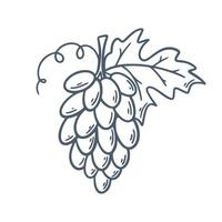 Grape branch with sheet hand engraved vector