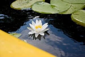 Beautiful white lotus flower and lily round leaves on the water after rain in river photo
