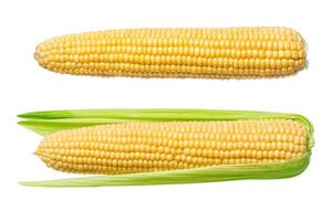 Corn isolated on a white photo